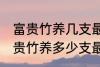 富贵竹养几支最旺运办公室 办公室富贵竹养多少支最旺运