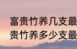 富贵竹养几支最旺运办公室 办公室富贵竹养多少支最旺运