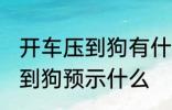 开车压到狗有什么兆头 开车不小心压到狗预示什么