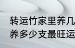 转运竹家里养几支最旺运 转运竹家里养多少支最旺运