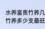 水养富贵竹养几支最旺运财 水养富贵竹养多少支最旺运财