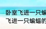 卧室飞进一只蝙蝠有什么兆头吗 卧室飞进一只蝙蝠的兆头