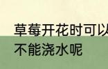 草莓开花时可以浇水吗 草莓开花时能不能浇水呢