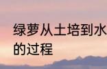 绿萝从土培到水培 绿萝从土培到水培的过程