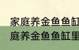 家庭养金鱼鱼缸里放什么水草好呢 家庭养金鱼鱼缸里放哪种水草好呢