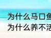 为什么马口鱼鱼缸养不活 马口鱼鱼缸为什么养不活