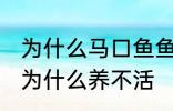 为什么马口鱼鱼缸养不活 马口鱼鱼缸为什么养不活