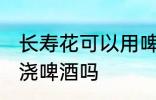 长寿花可以用啤酒浇吗 可以给长寿花浇啤酒吗