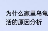 为什么家里乌龟养不活 家里乌龟养不活的原因分析