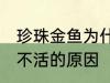 珍珠金鱼为什么总养不活 珍珠金鱼养不活的原因