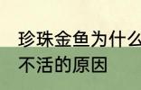 珍珠金鱼为什么总养不活 珍珠金鱼养不活的原因