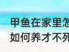 甲鱼在家里怎么养才不死 甲鱼在家里如何养才不死