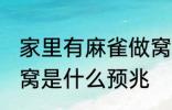 家里有麻雀做窝好不好 家里有麻雀做窝是什么预兆