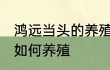 鸿远当头的养殖方法是什么 鸿远当头如何养殖