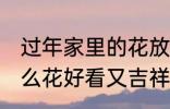 过年家里的花放什么好 过年家里放什么花好看又吉祥